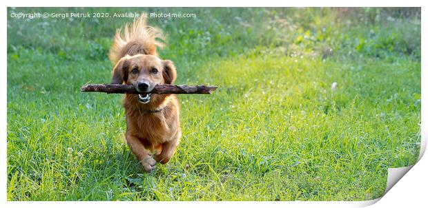 happy dog dachshund playing with a branch outdoors on a green lawn Print by Sergii Petruk