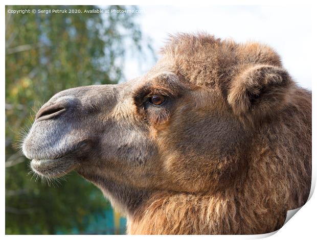 the head of an adult camel in profile Print by Sergii Petruk