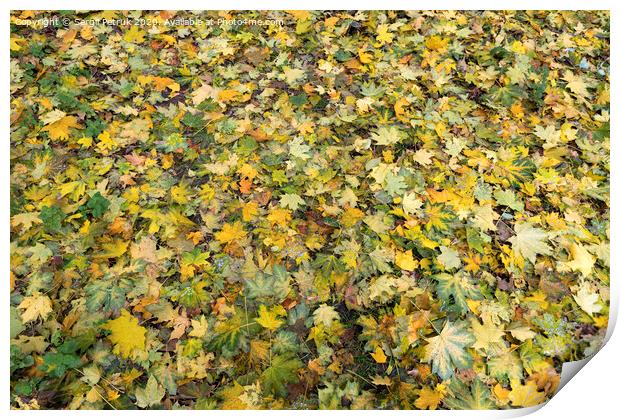 Texture of autumn carpet from fallen leaves Print by Sergii Petruk