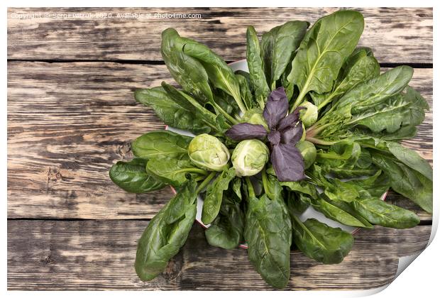 spinach, brussels cabbage and basil leaves on a porcelain white plate on an old wooden table Print by Sergii Petruk