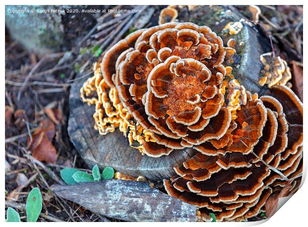 bright orange mushroom growing on an old stump in an autumn park Print by Sergii Petruk
