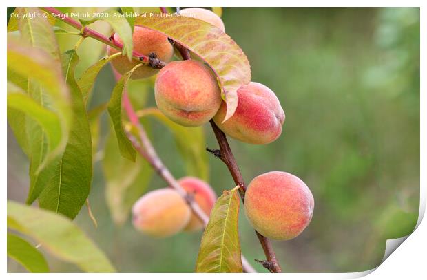 ripe sweet peaches grow on a tree branch Print by Sergii Petruk