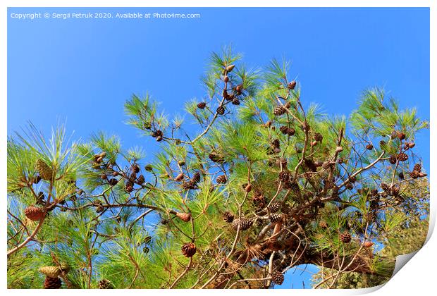 A branch of the mediterranean spruce with cones against the blue sky Print by Sergii Petruk