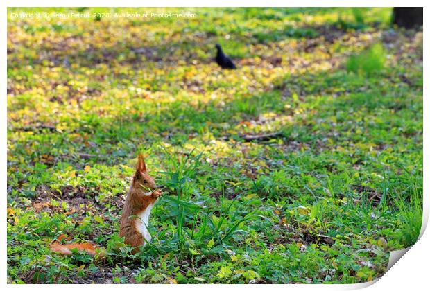 Little orange squirrel grazes in a sunny meadow of a city park Print by Sergii Petruk