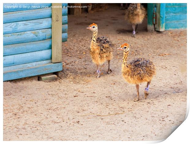 Little fluffy ostrichs strolls around the farm yard. Print by Sergii Petruk