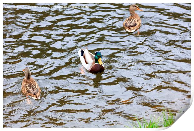 Three wild ducks swim in the city pond Print by Sergii Petruk