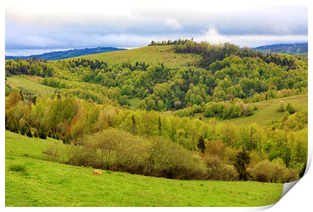 The hills of the Carpathian mountains are overgrown with young deciduous trees, the view of the spring Carpathians from a height. Print by Sergii Petruk