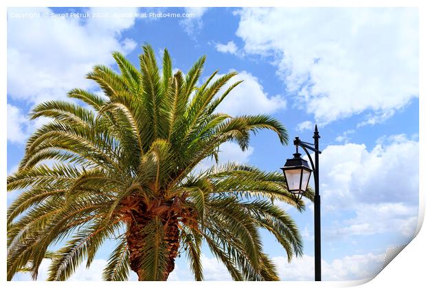The top of a large and dense palm tree and a street lamp against a blue cloudy sky. Print by Sergii Petruk