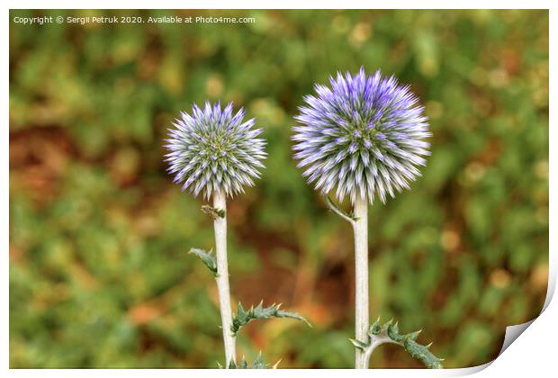 A round flower of a spike of spherical form of lilac color. Print by Sergii Petruk