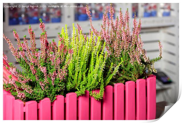 Pink and white heather flowers in a decorative pink flowerpot. Print by Sergii Petruk