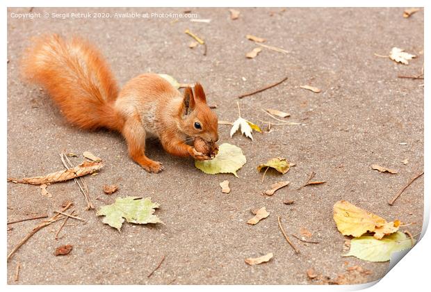 Red squirrel nibbles a walnut in the autumn. Print by Sergii Petruk