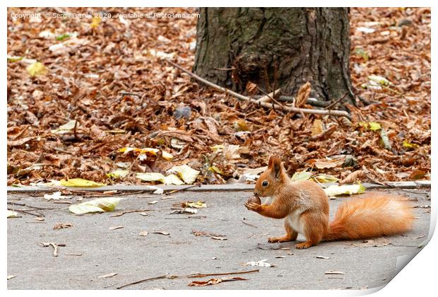 A little orange squirrel holds a nut in its paws, sitting on an asphalt path in an autumn park. Print by Sergii Petruk