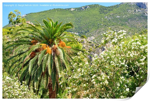 A date palm tree with bunches of ripe fruits grows in a garden against the backdrop of the mountains of the coast of the Gulf of Corinth in Greece. Print by Sergii Petruk