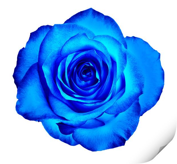 A bud of a beautiful blooming rose in classic blue color is isolated on a white background. Print by Sergii Petruk