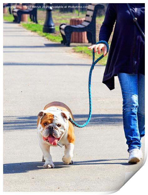 A large English bulldog on a powerful leash walks on a tiled sidewalk. Print by Sergii Petruk