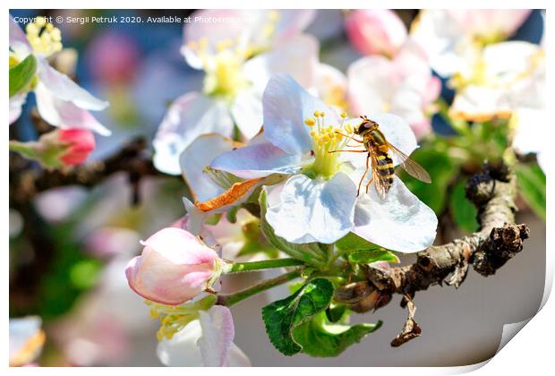 A fly that looks like a bee sits on a flower of an apple tree and eats pollen. Print by Sergii Petruk