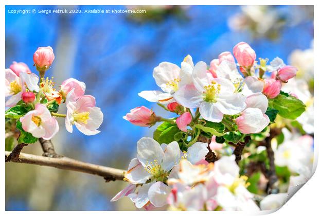 Snow-white and bright pink petals of blooming apple trees close-up on a background of blue sky. Print by Sergii Petruk