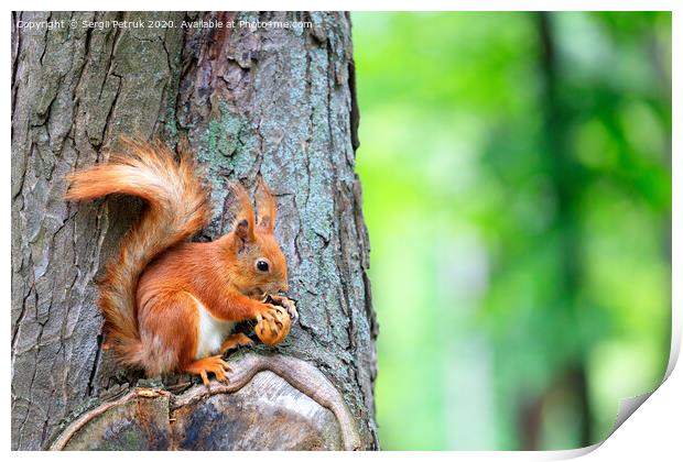 Orange squirrel sitting on a tree and gnaws a nut. Print by Sergii Petruk
