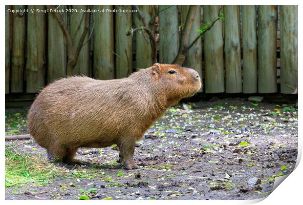 Capybara stands on bare ground and sniffs the surrounding air, Pantanal, Brazil. Print by Sergii Petruk