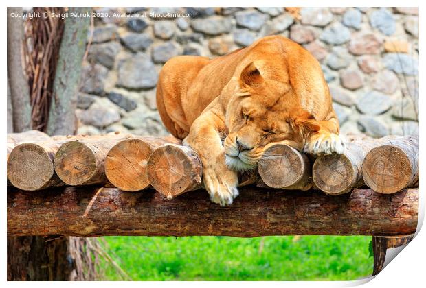 A lioness sleeps peacefully on a platform of wooden logs on a blurred background of a stone wall and green grass. Print by Sergii Petruk