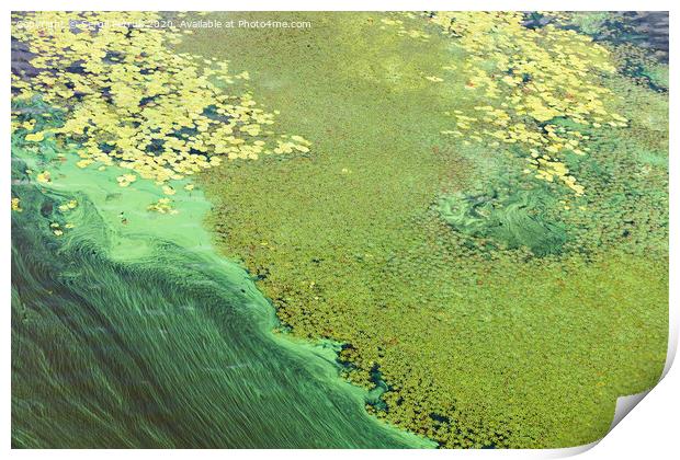 Blue-green algae cover the surface of the river with a pellicle. Pollution of the river water. Ecological problems. Print by Sergii Petruk