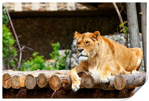 The lioness is resting on a platform made of wooden logs. Print by Sergii Petruk