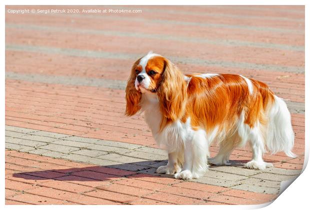Portrait of a cavaler king charles spaniel on the background of the sidewalk laid with red and gray paving stones. Print by Sergii Petruk