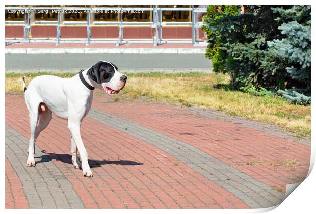Great Dane walks for a walk in the city park. Print by Sergii Petruk