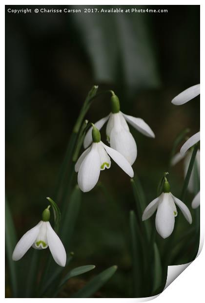 Snow drops in spring Print by Charisse Carson
