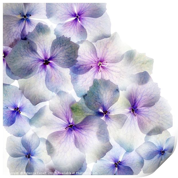 Hydrangea Petals Print by Rebecca Cozart