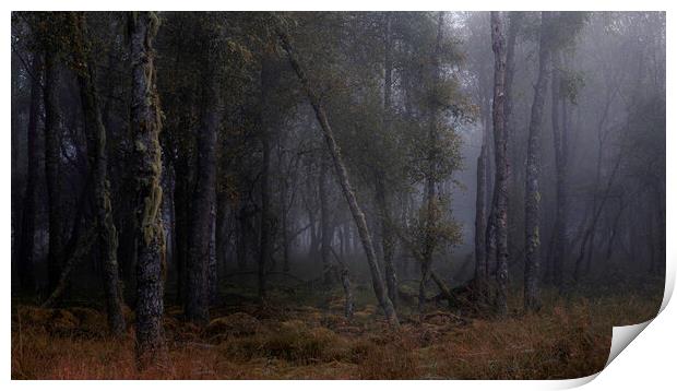Foggy Trees Print by overhoist 