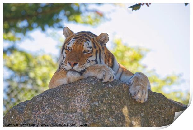 Tiger on the rocks Print by Will Badman