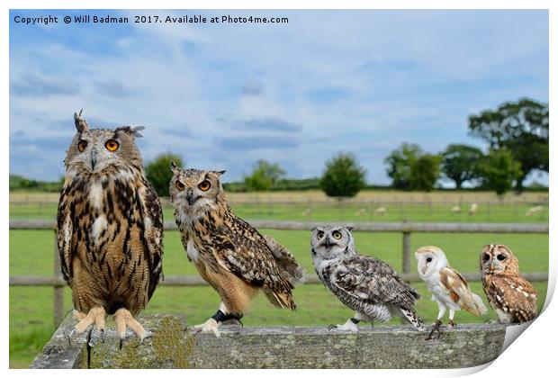 Owls sat on the fence in Martock Somerset  Print by Will Badman