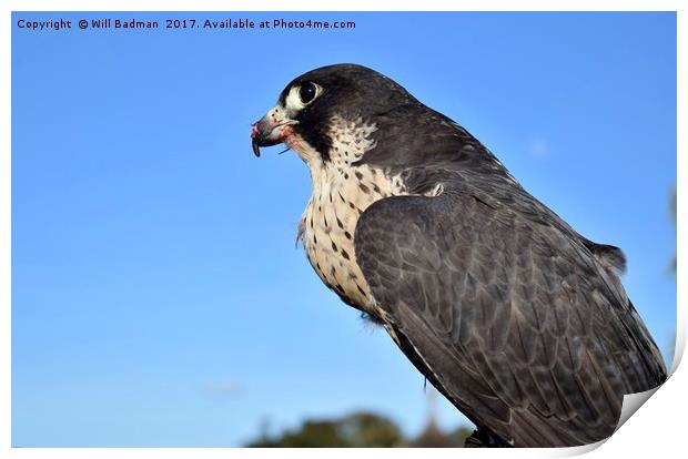 Bird of prey Peregrine falcon in Somerset  Print by Will Badman