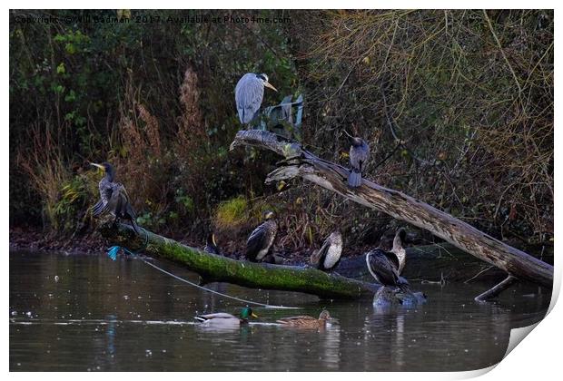 Heron and cormorants on a fallen tree in Chard  Print by Will Badman