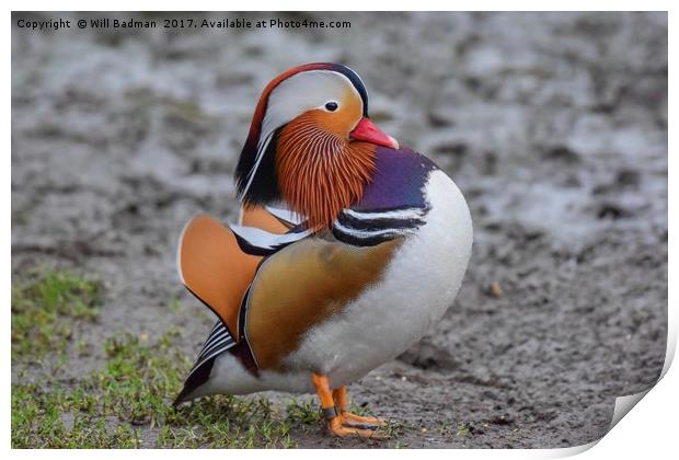 Colourful Male Mandarin Duck at Ninesprings Yeovil Print by Will Badman
