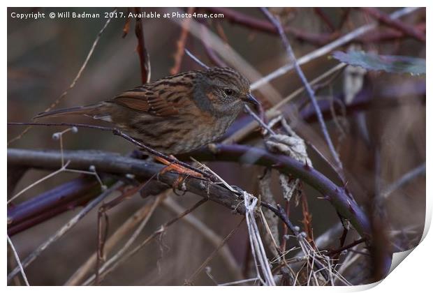 Dunnock In a hedge at Ninesprings Yeovil Somerset Print by Will Badman