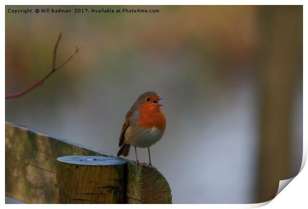 Singing Robin at Ninesprings Yeovil Somerset Print by Will Badman