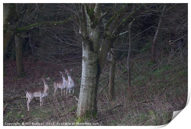 3 common fallow deers and 2 Melanistic Black deers Print by Will Badman