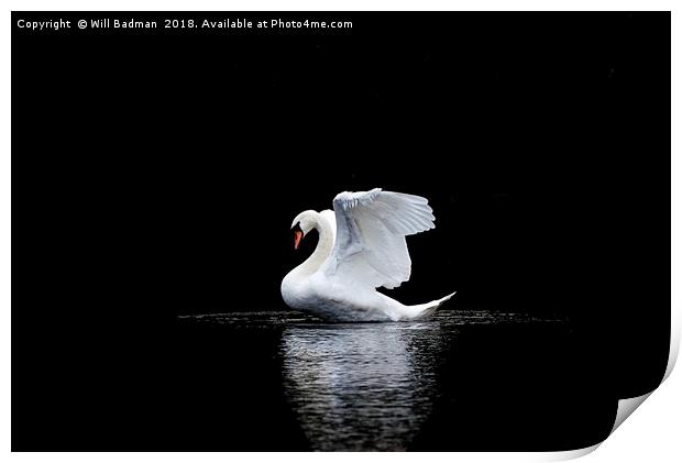 Swan stretching its wings on the lake in Yeovil Print by Will Badman