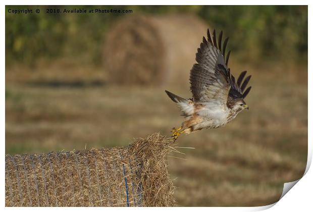 Buzzard taking off from a hay bale Print by Will Badman