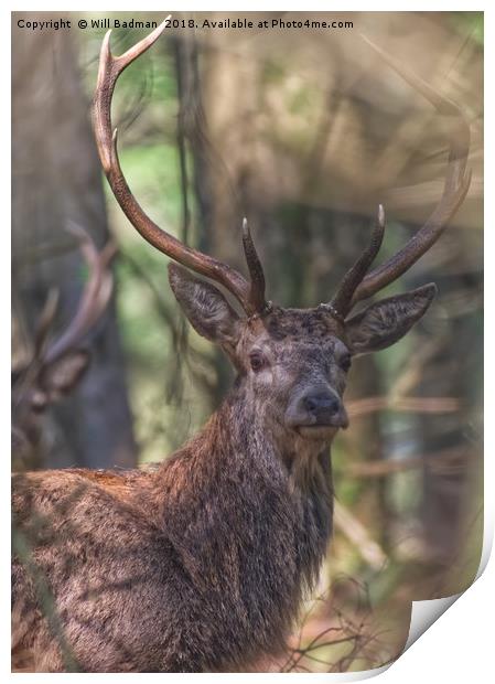 A Red Stag in the woods in the Quantocks Somerset Print by Will Badman