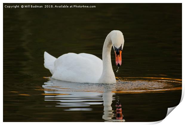 Swan on a Lake in Ninesprings Yeovil Somerset UK  Print by Will Badman