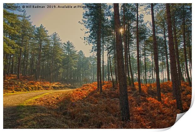 Sun rays through Sandford Forest Dorset Print by Will Badman