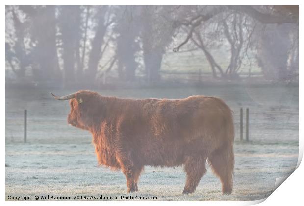 Highland Cow on a Misty Morning Print by Will Badman