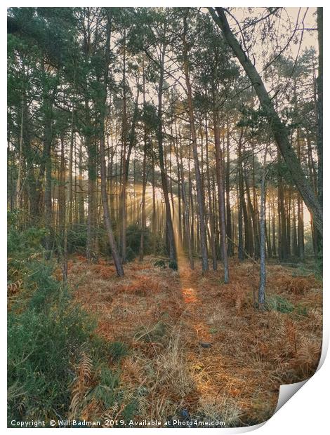 Sun rays through Holton Heath Forest Dorset Print by Will Badman