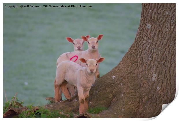 3 Young Lambs by a Tree in Somerset Print by Will Badman