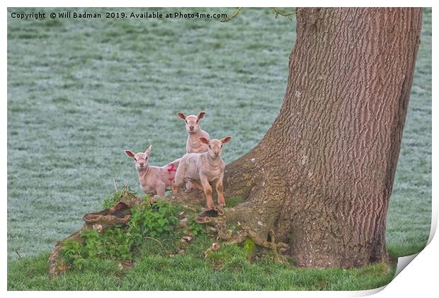 3 Young Lambs by a Tree in Somerset Print by Will Badman