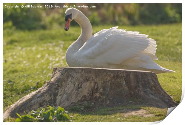 Swan on the bank at Ninesprings Somerset Print by Will Badman