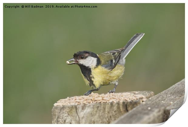 Great Tit at Ham Wall Nature Reserve Somerset Print by Will Badman